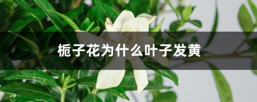 栀子花为什么叶子发黄