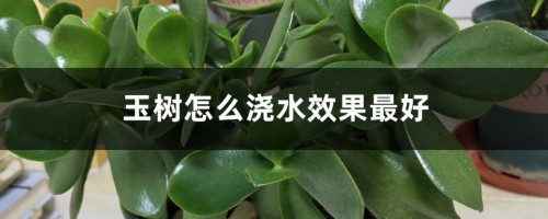 玉树怎么浇水效果最好